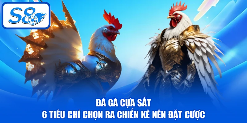Đá Gà Cựa Sắt - 6 Tiêu Chí Chọn Ra Chiến Kê Nên Đặt Cược 1 Đá Gà Cựa Sắt - 6 Tiêu Chí Chọn Ra Chiến Kê Nên Đặt Cược