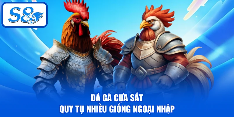 Đá Gà Cựa Sắt - 6 Tiêu Chí Chọn Ra Chiến Kê Nên Đặt Cược 2 Đá gà cựa sắt quy tụ nhiều giống ngoại nhập