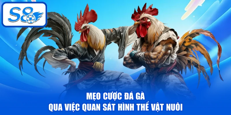 Mẹo Cược Đá Gà - 3 Kỹ Năng Giúp Đánh Giá Chiến Kê Chuẩn 2 Mẹo cược đá gà qua việc quan sát hình thể vật nuôi